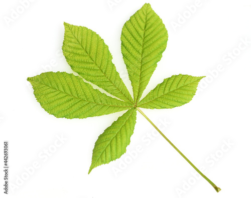 Canvas Print Rosskastanie, Aesculus hippocastanum