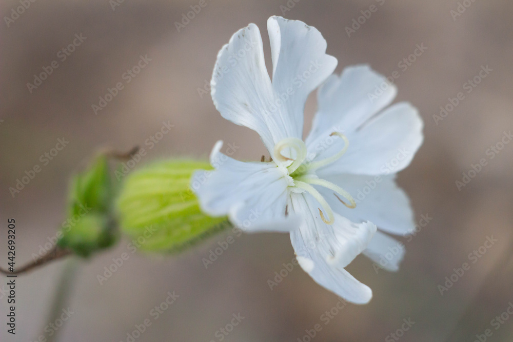 Detail of White Campion (Silent Latifolia) grows in most open habitats, particularly wasteland and fields, Use among Native Americans:The Ojibwa use an infusion of the alba subspecies as a medicine. Detail of White Campion (Silent Latifolia) grows in most open habitats, particularly wasteland and fields, Use among Native Americans:The Ojibwa use an infusion of the alba subspecies as a medicine.