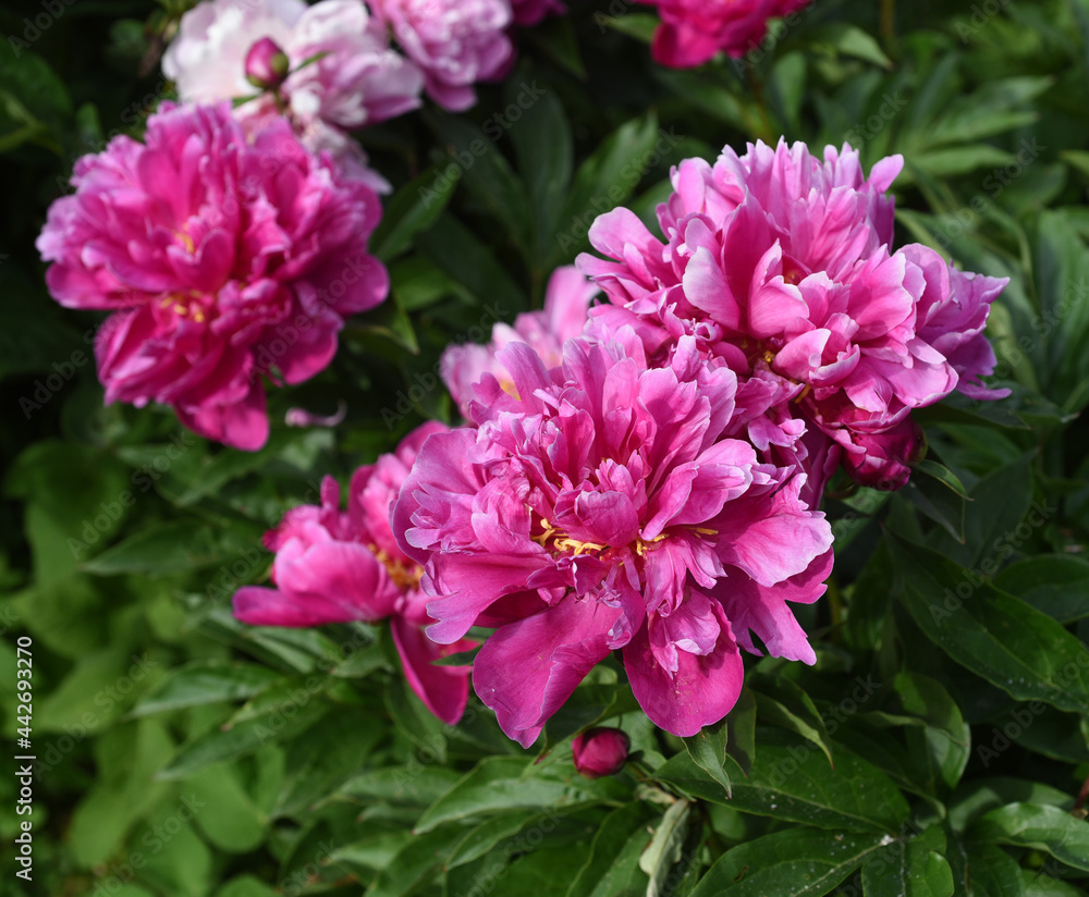 Pfingstrose, Paeonia Pfingstrose, Paeonia