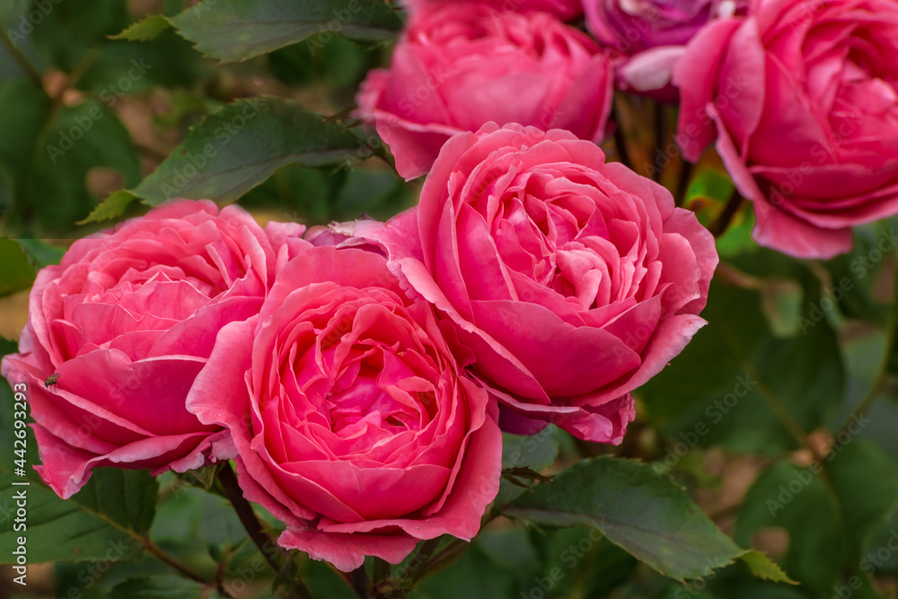Rose Impala Kordes. Bushy with double and attractive filled flowers Rose Impala Kordes. Bushy with double and attractive filled flowers