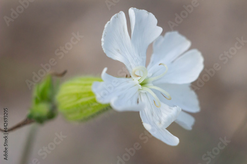 Detail of White Campion (Silent Latifolia) grows in most open habitats, particularly wasteland and fields, Use among Native Americans:The Ojibwa use an infusion of the alba subspecies as a medicine. photo