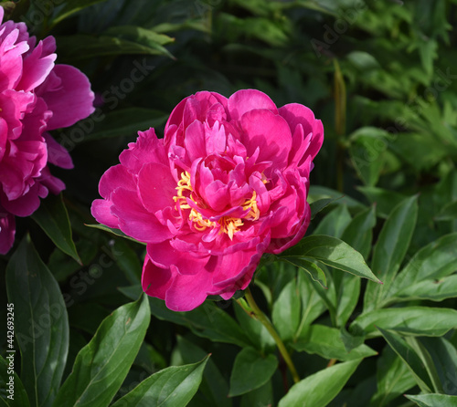 Pfingstrose, Paeonia