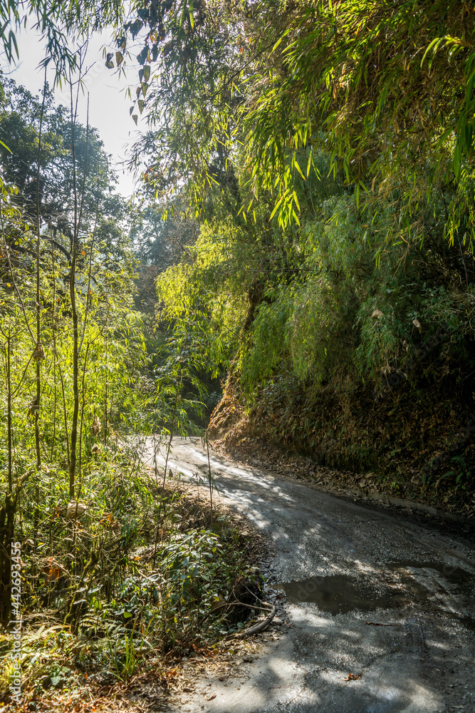 The beautiful road, Darjeeling , West Bengal, India