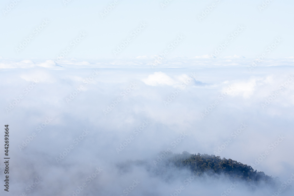 A mountain full of trees can be seen in a sea of ​​clouds.