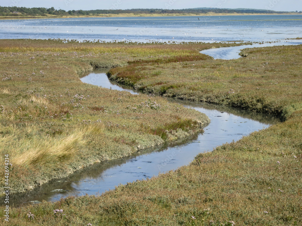 Kwelder, Saltmarsh