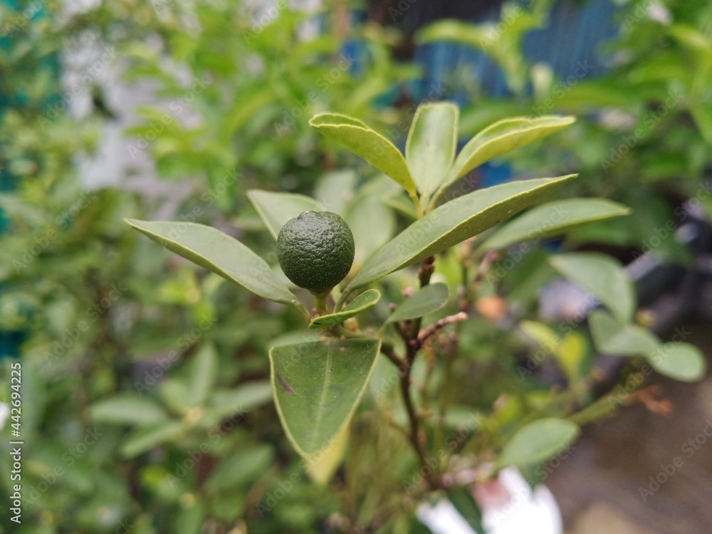 Lemons are still on the tree that grows in the yard of the house Lemons are still on the tree that grows in the yard of the house