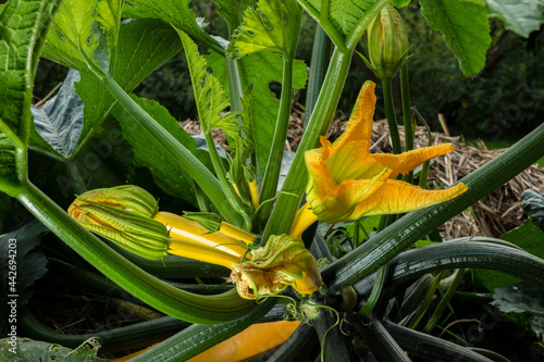 ein zucchini pflanze voller blüte mit grünen blättern