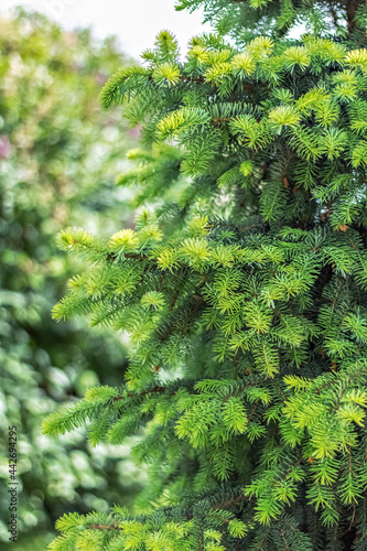 Natural background of young green spruce branches