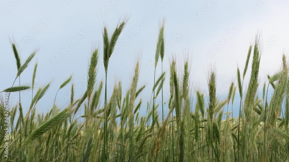 Green rye stalks swaying nicely in the gentle breeze. Handheld shot. Naturally soft light on a cloudy day Green rye stalks swaying nicely in the gentle breeze. Handheld shot. Naturally soft light on a cloudy day