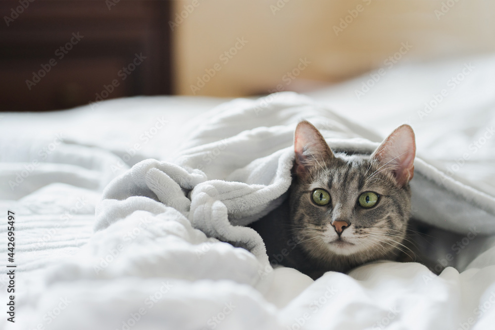 Cute cat hunts from under the blankets. Funny grey cat hides under white blanket. Copy space