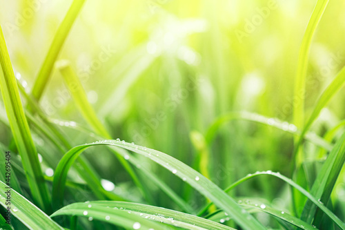 Background from long green leafed grass with sunbeams
