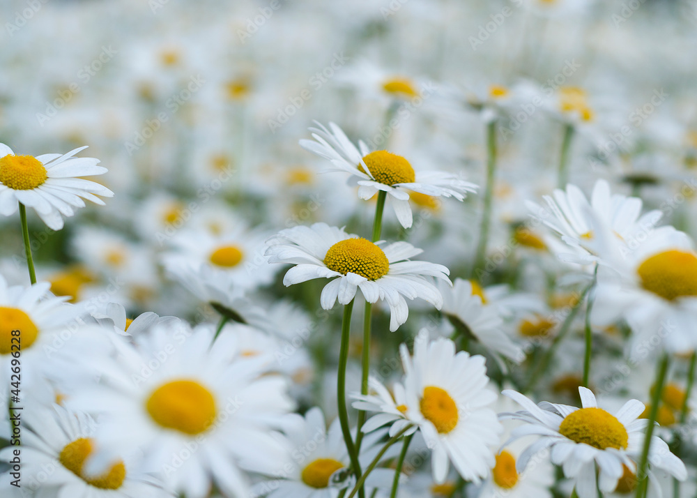 Fototapeta premium Daisy flower on green meadow 9