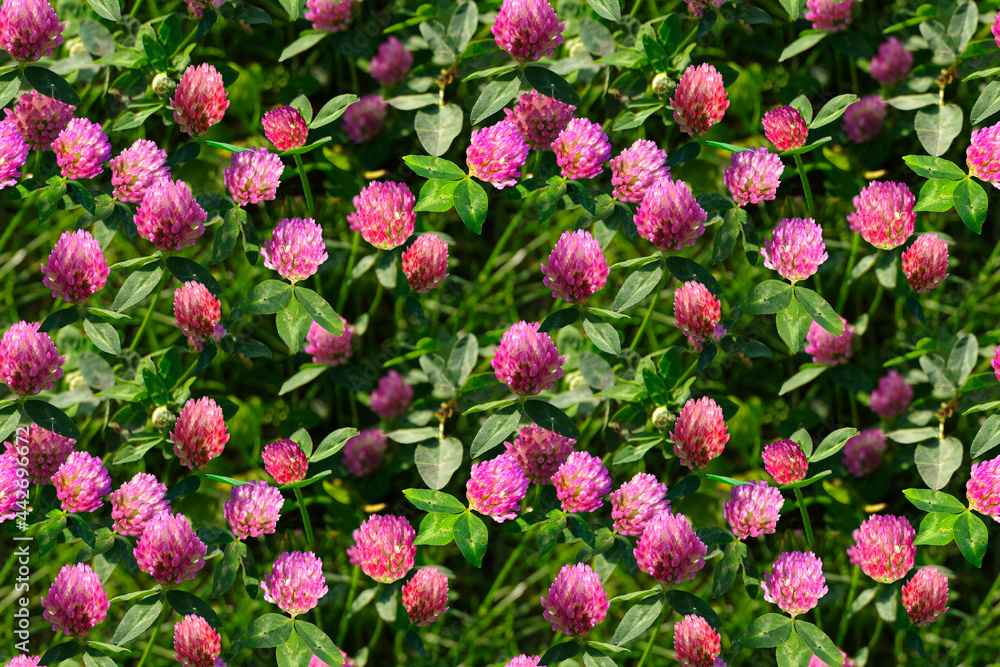 Seamless pattern with pink clover flowers in green grass.