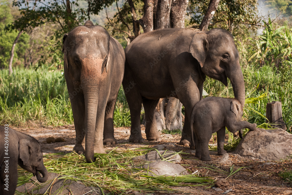Big Gray Mother, Father Elephant with baby outside  in Thailand. Nature, Family