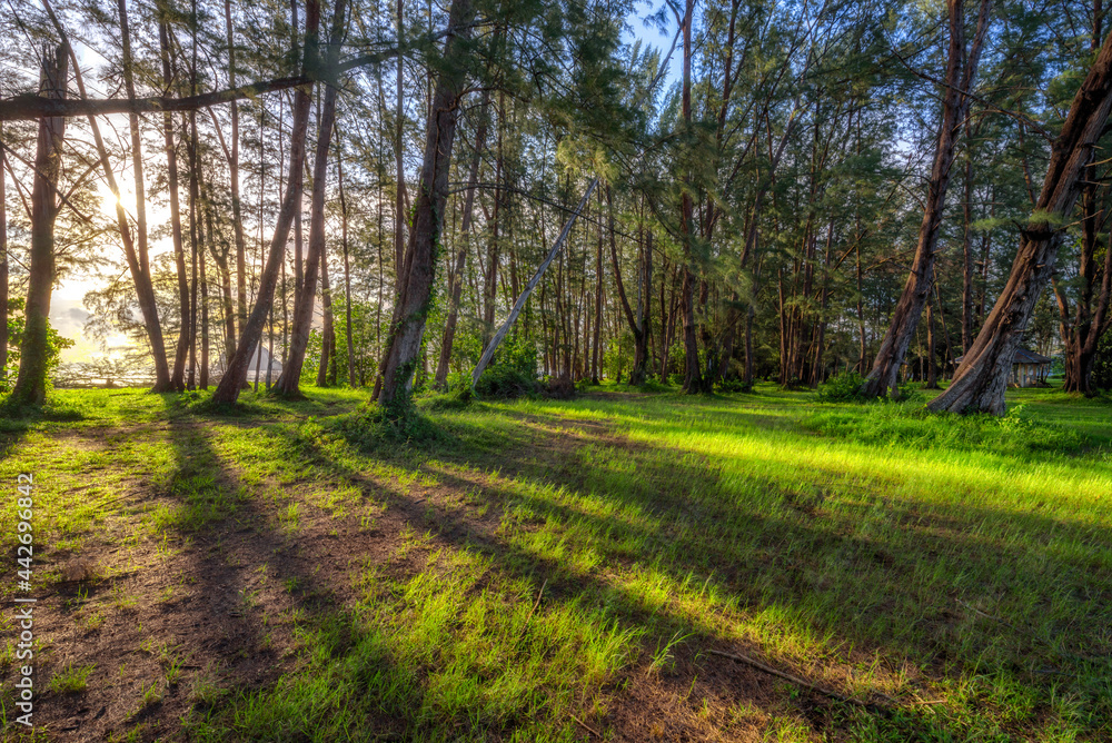 The beautiful scenery of Pine trees forest backlighted by golden sunlight before sunset with sun rays pouring through trees, casting a shadow on forest. The beautiful scenery of Pine trees forest backlighted by golden sunlight before sunset with sun rays pouring through trees, casting a shadow on forest.
