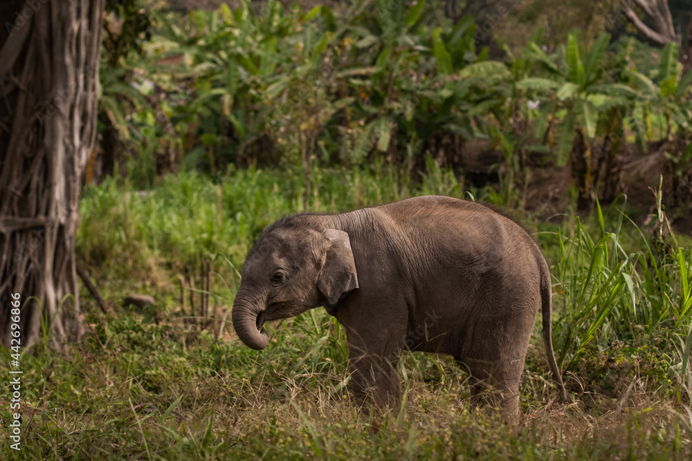 Obraz premium Gray baby Elephant play outside in Thailand. Nature, wild life