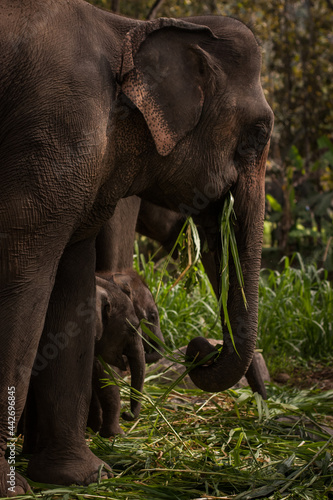 Big Gray Mother Elephant with baby outside in Thailand. Nature, Family