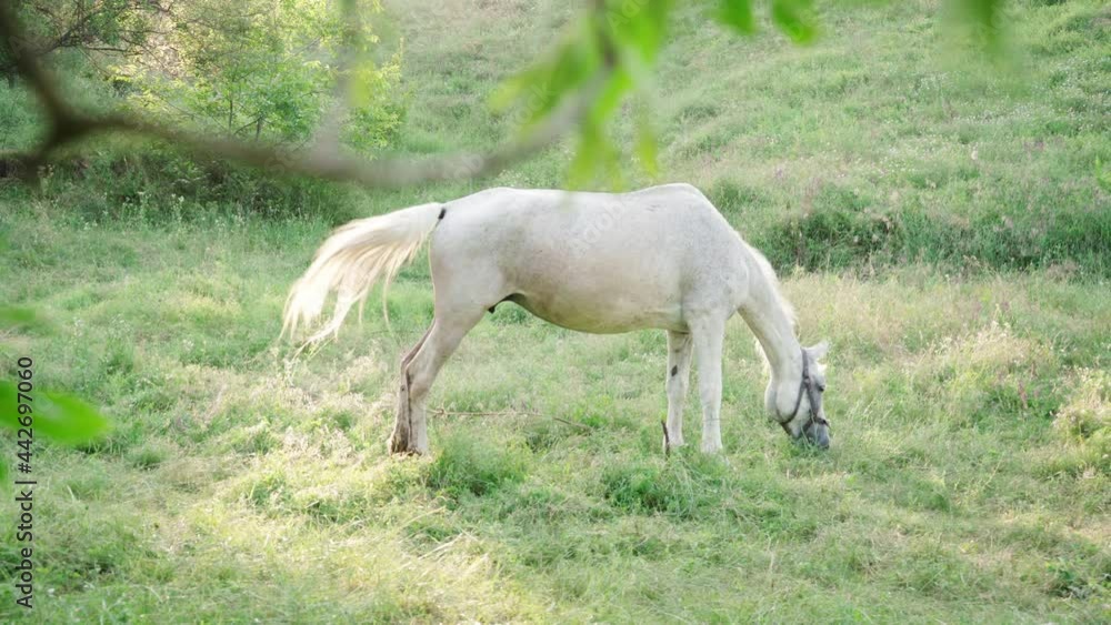White Horse Grazing in a Meadow with Green Grass During Sunset, 4k White Horse Grazing in a Meadow with Green Grass During Sunset, 4k