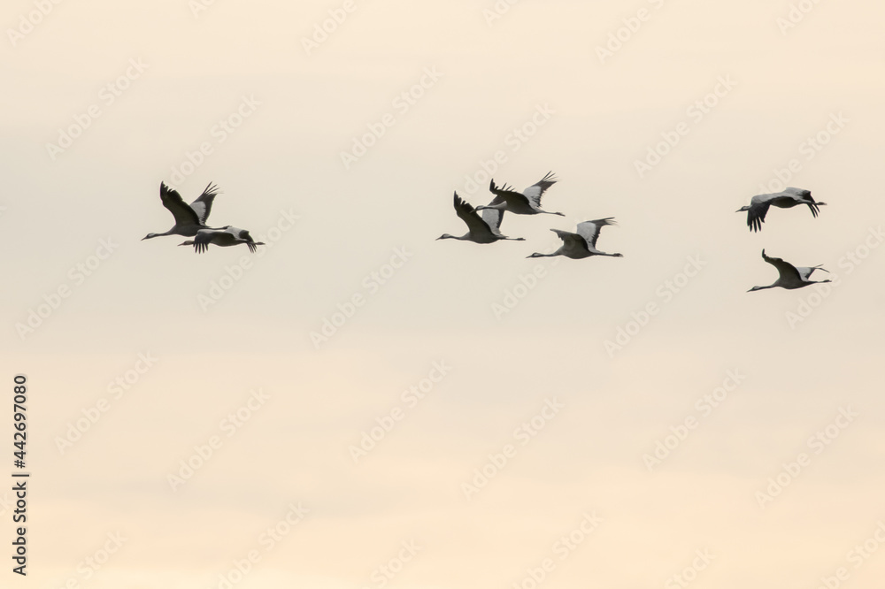 Fototapeta premium TOA_1851_BRONA_AST