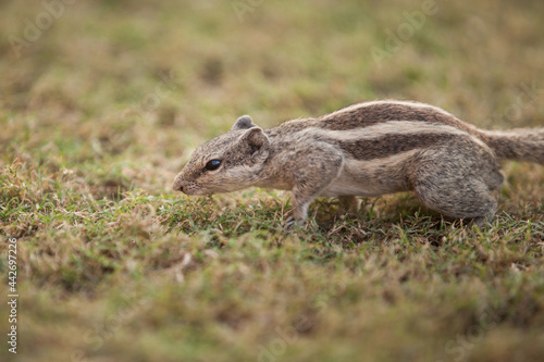 Little striped asian squirrel outside play in thailand wild life