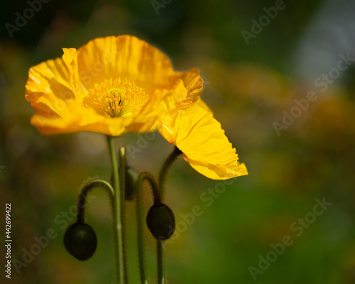 Yellow poppy flower in full bloom with a soft bokeh background. photo