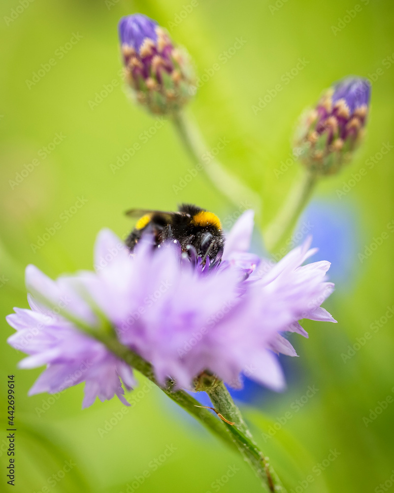 Bumblebee gathering pollen from a flower, soft bokeh background Bumblebee gathering pollen from a flower, soft bokeh background