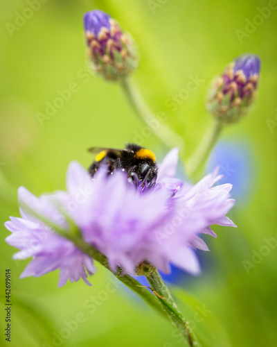 Bumblebee gathering pollen from a flower, soft bokeh background © ellenamani