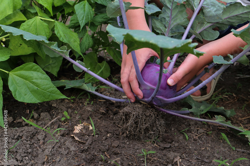 Ein Kind erntet blauen Kohlrabi im Garten.