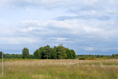 Landscape at Haaksbergerveen