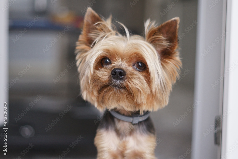 Yorkshire Terrier dog sitting on the balcony Yorkshire Terrier dog sitting on the balcony