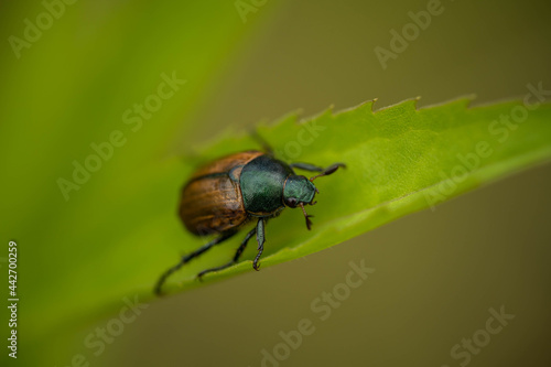 brown beetle on a green leaf, summer