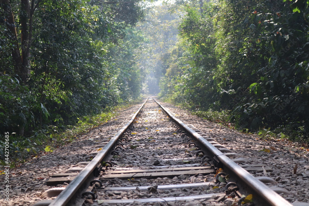  A Railway in the forest..