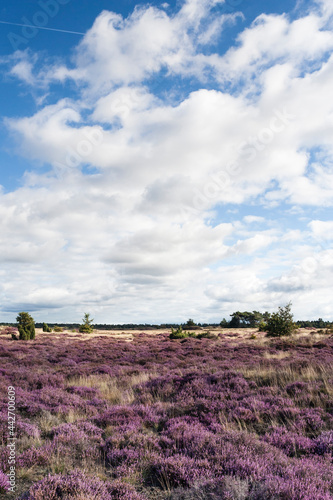 Landscape at Kootwijkerzand photo