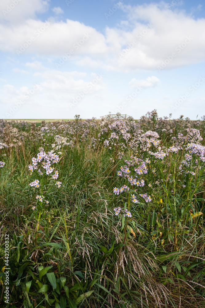 Zeeaster, Sea Aster, Tripolium vulgare Zeeaster, Sea Aster, Tripolium vulgare