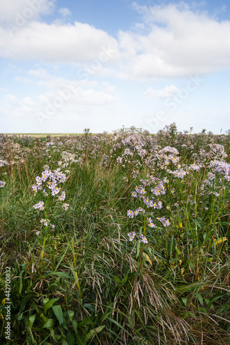 Zeeaster, Sea Aster, Tripolium vulgare