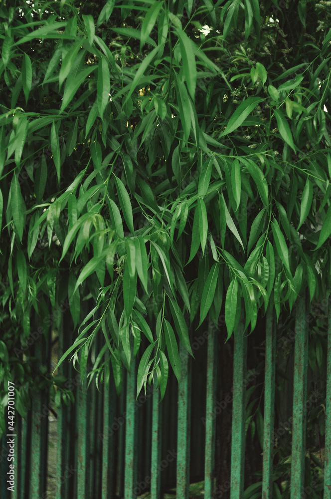 ivy on a fence