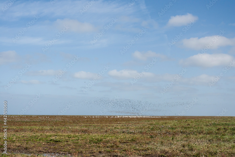 Opstijgende vogels in Westhoek, Birds taking off at Westhoek