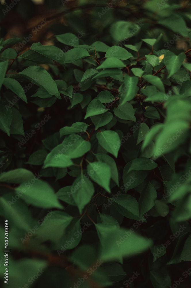 green leaves green leaves