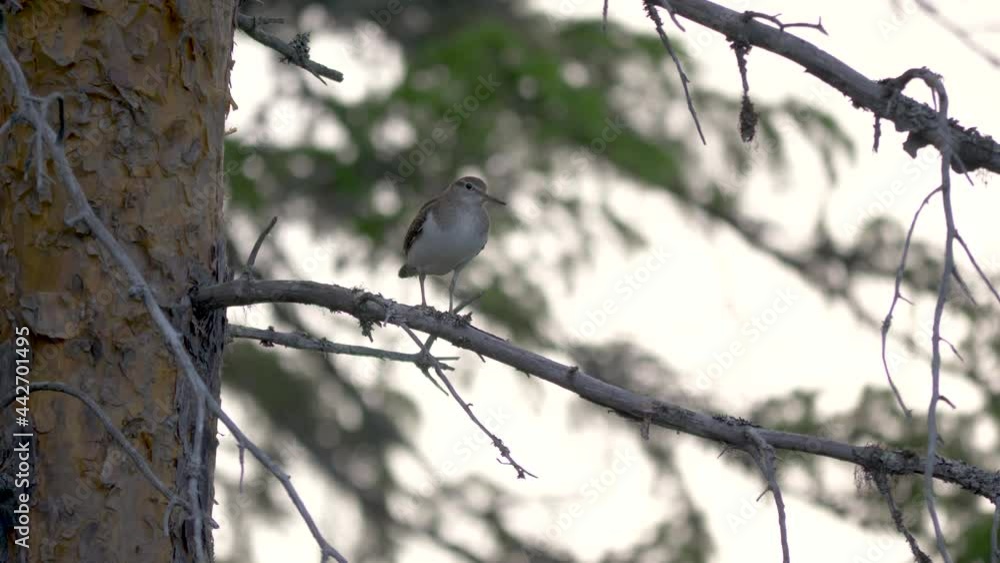Close up of a lonely sandpiper sitting on a pine tree branch. Close up of a lonely sandpiper sitting on a pine tree branch.
