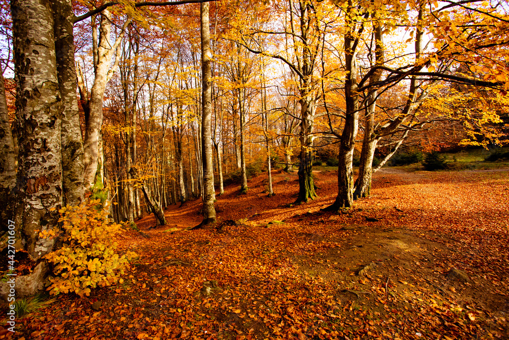 Fototapeta premium Warm autumn scenery in the fall forest