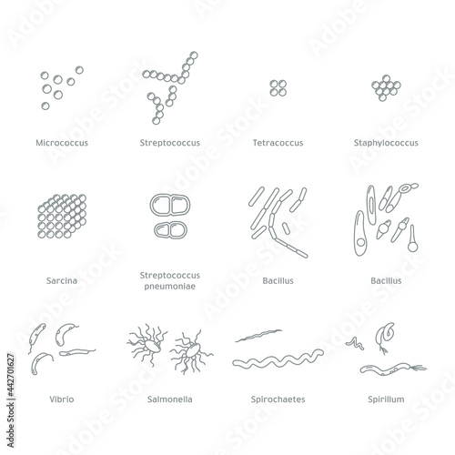 Bacteria, Microbe Vector Line Icons Set. Bacterial cell structure. Cell morphology.