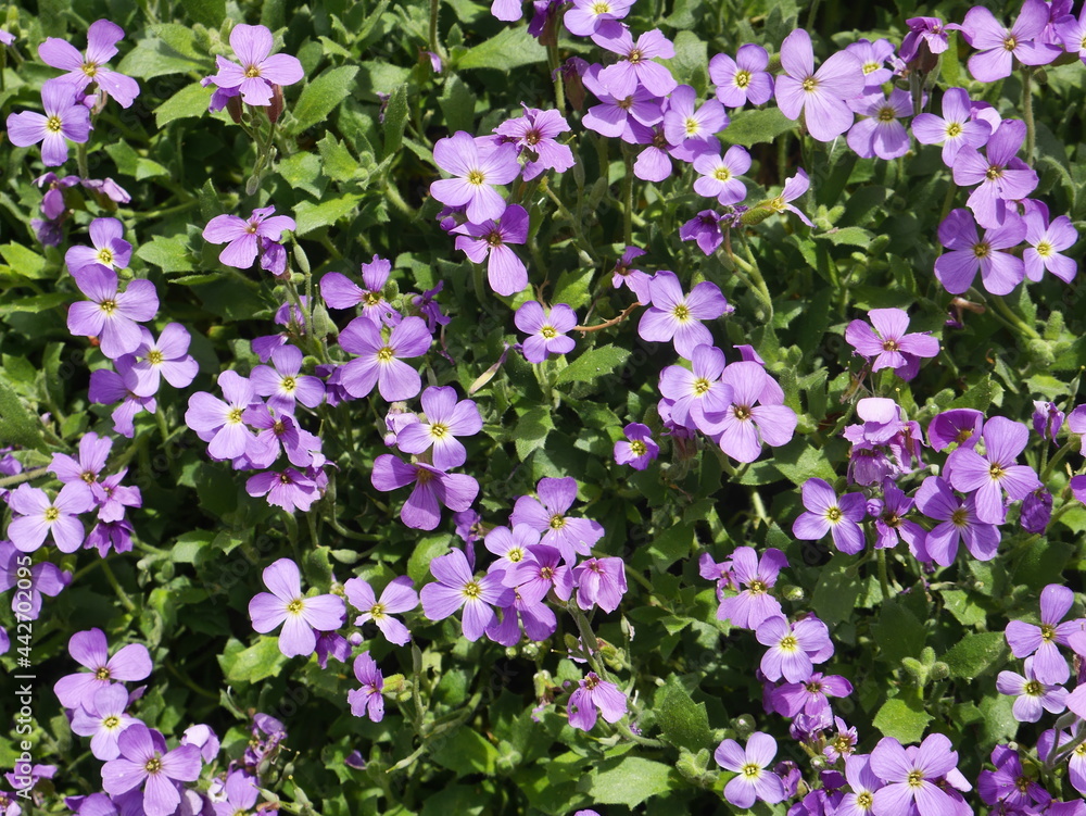 Forget-me-nots Forget-me-nots