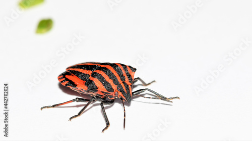 Streifenwanze, Graphosoma lineatum, Baumwanze, Wanze, Insekt, Tier, Natur, Makro,  