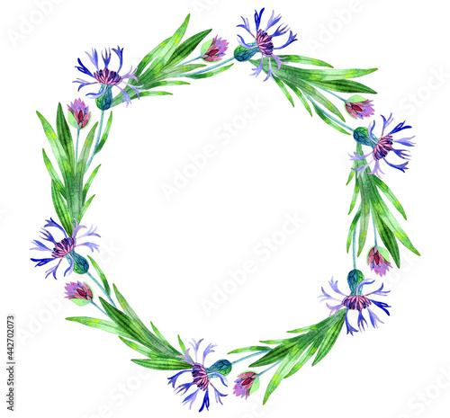 A set of natural elements - leaves, flowers, herbs, hand-painted in watercolor. The greenery of the garden and forest, painted in watercolor, is isolated on a white background