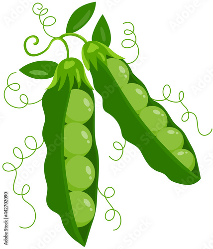 Two fresh green pod with peas