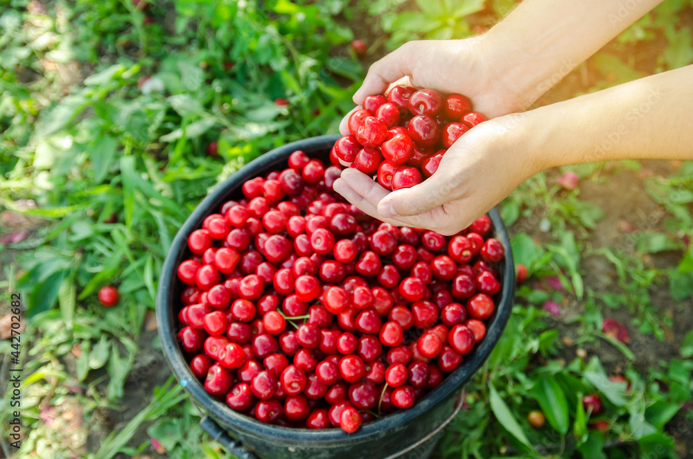 Ripe red cherries in the hands of a farmer. Summer harvest of berries. Healthy diet. Selective focus Ripe red cherries in the hands of a farmer. Summer harvest of berries. Healthy diet. Selective focus