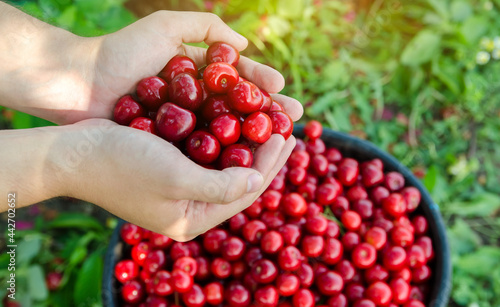 Ripe red cherries in the hands of a farmer. Summer harvest of berries. Healthy diet. Selective focus © Andrii Yalanskyi