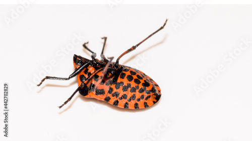 Streifenwanze, Graphosoma lineatum, Baumwanze, Wanze, Insekt, Tier, Natur, Makro,  