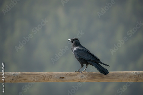 Crow leaning on wooden railing on sunny cloudless day