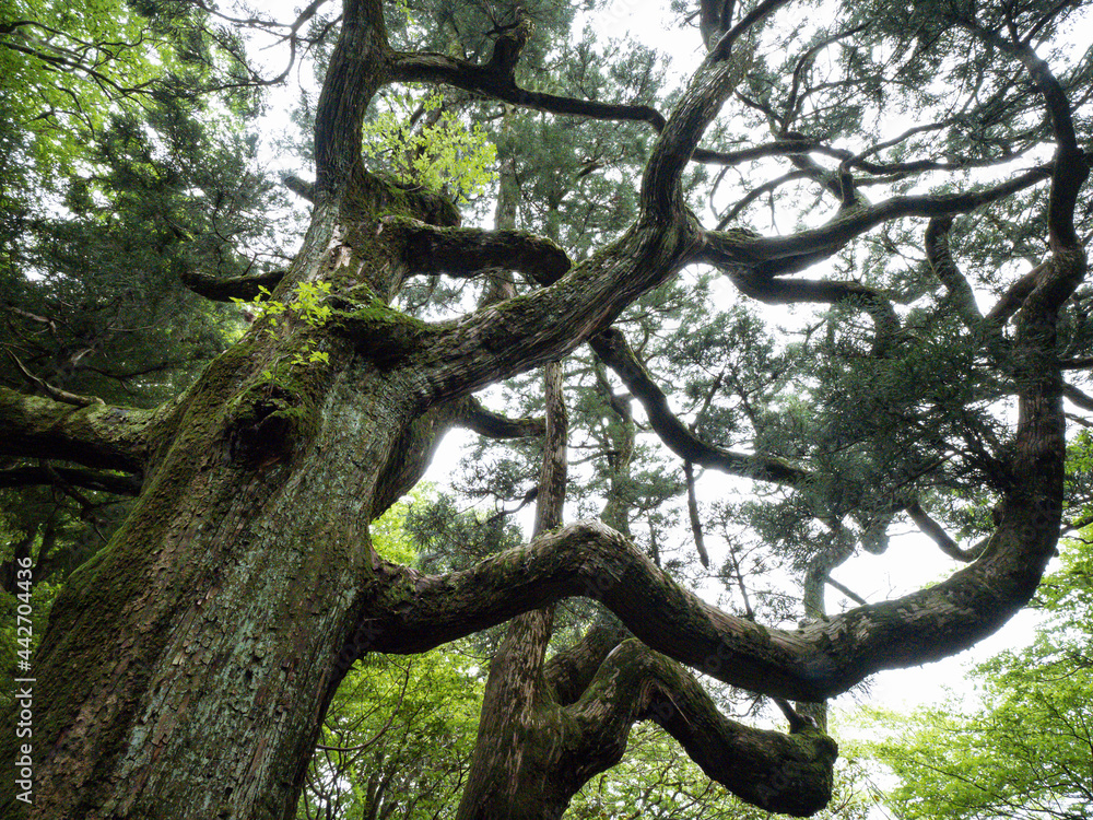 【茨城】筑波山の巨木 紫峰杉 【茨城】筑波山の巨木 紫峰杉